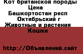 Кот британской породы › Цена ­ 1 - Башкортостан респ., Октябрьский г. Животные и растения » Кошки   